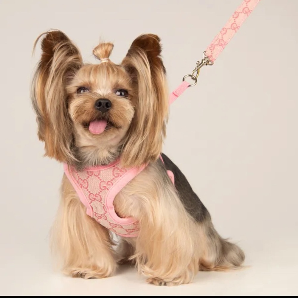COPY - GG inspired Dog Harness and Leashes Set